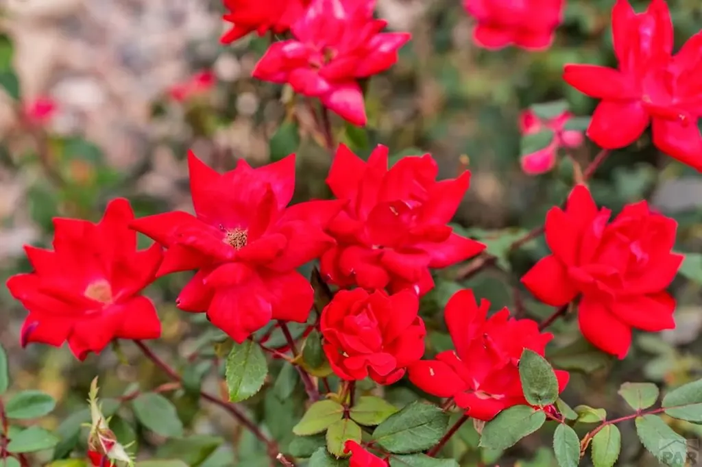 4212 Getaway Place Pueblo CO 81008