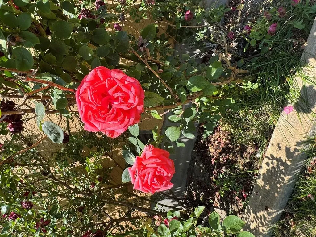 1645 Cherrywood Lane Pueblo CO 81005