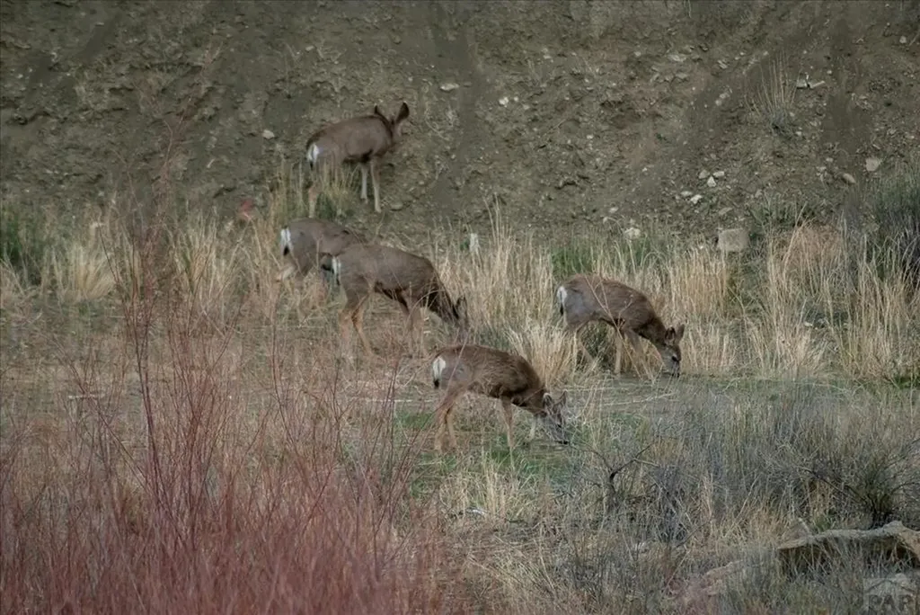 107 SW County Road 378 Rye CO 81252