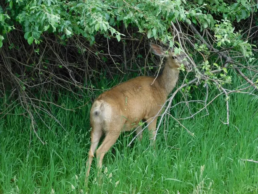 8988 Grand Avenue Beulah CO 81023