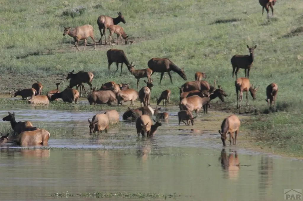 850 Rilling Canyon Road La Veta CO 81055