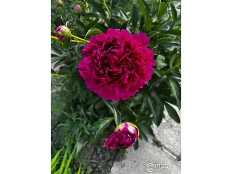 7624 Gray Way Arvada CO 80003