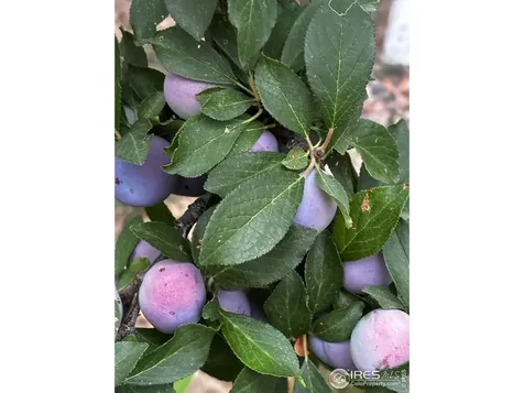 7624 Gray Way Arvada CO 80003