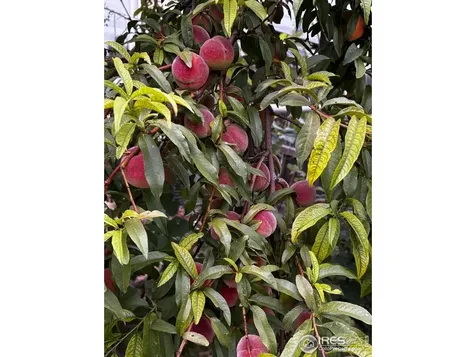 7624 Gray Way Arvada CO 80003