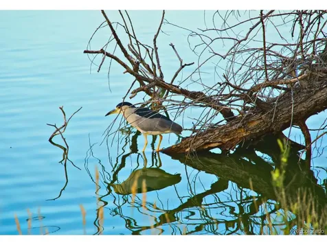 8221 Marshall Court Arvada CO 80003