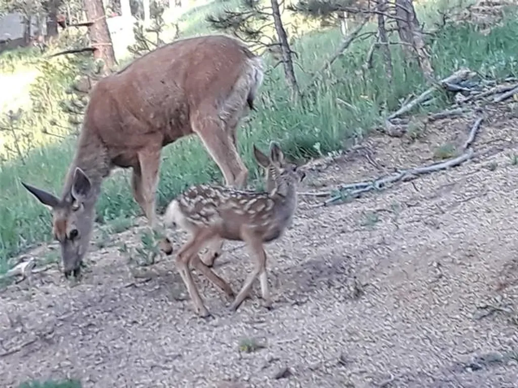 109 Sequoia Trail Woodland Park CO 80863