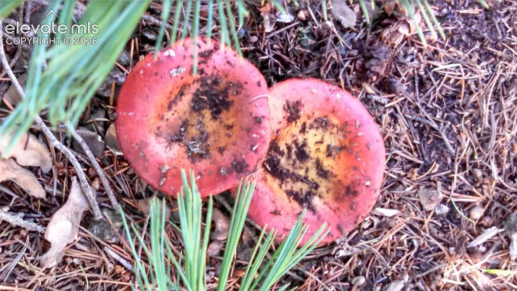0 Unknown Na Cripple Creek CO 80813