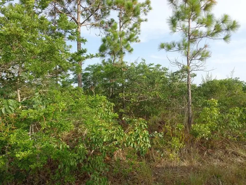 41 Bombard Road Cannon Bay Grand Bahama Freeport BS