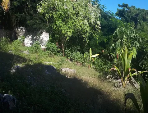 Dead Cat Alley New Providence Paradise Island BS
