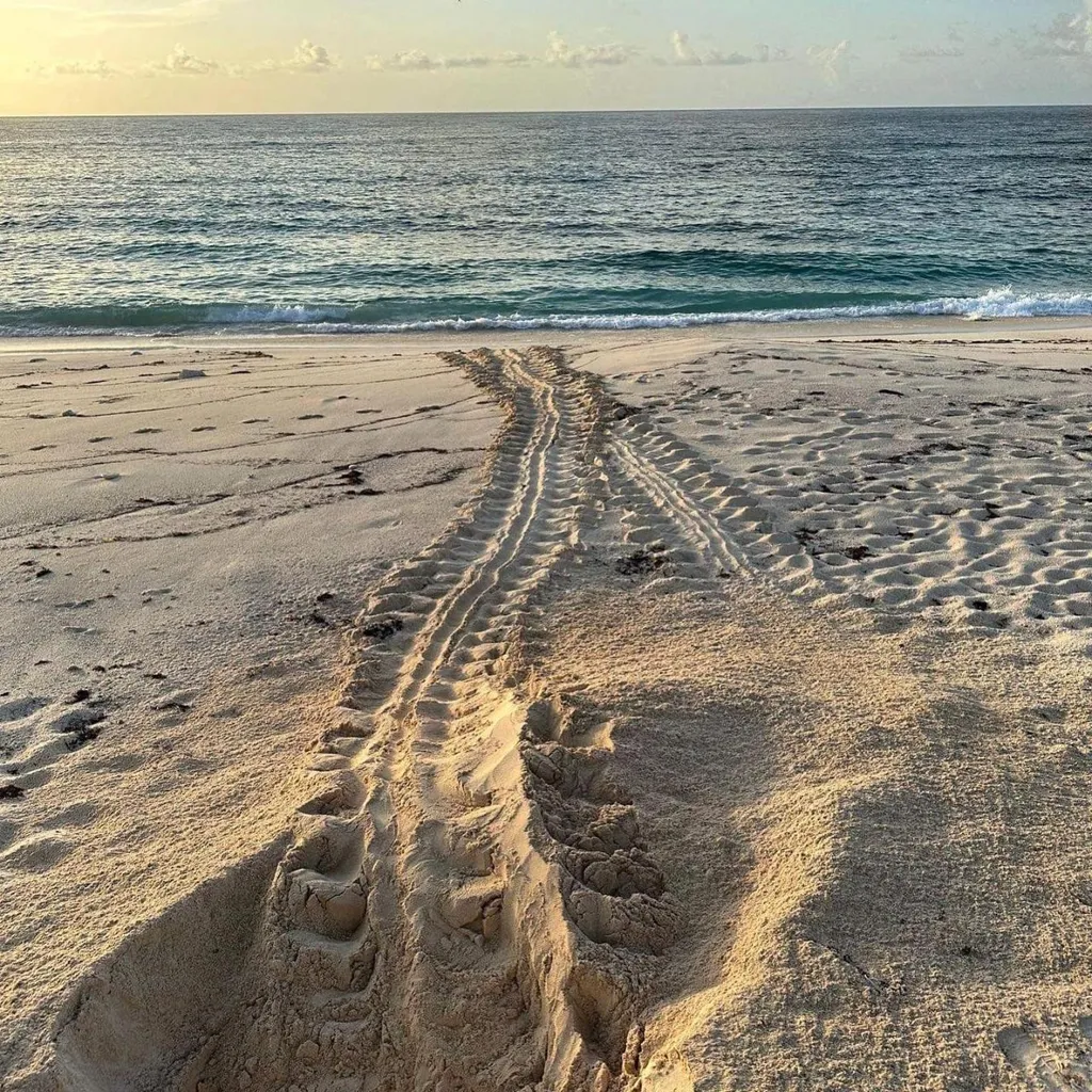 Turtle Beach Abaco BS