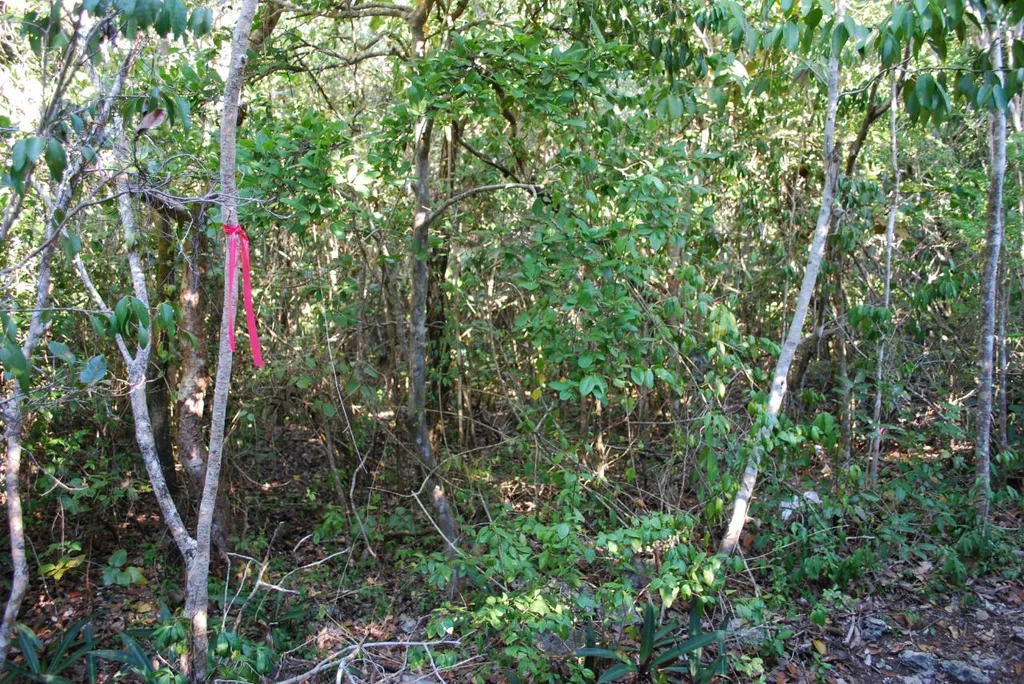 Old Quarry Estate Elbow C Abaco BS