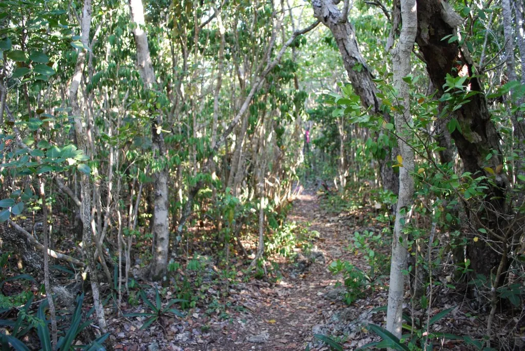 Old Quarry Estate Elbow C Abaco BS