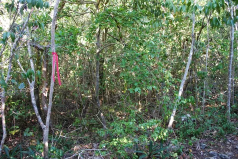 Old Quarry Estate Elbow C Abaco BS