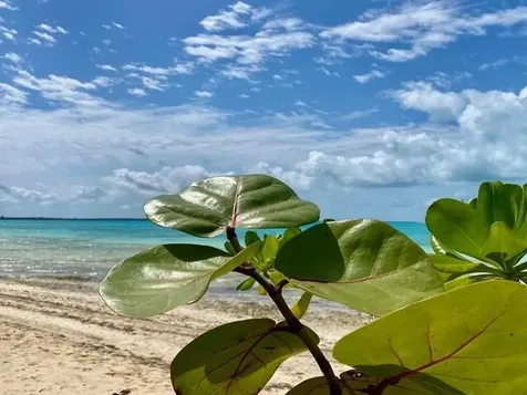 Rock Shore Eleuthera BS