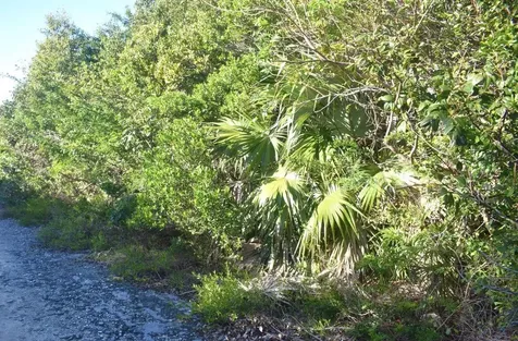 Whale Point Estates Eleuthera BS
