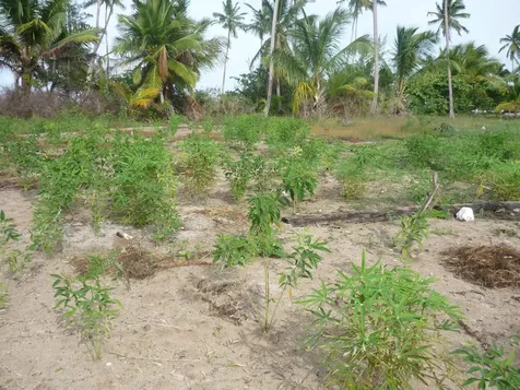 1.020 Acres Mangrove Cay Andros BS