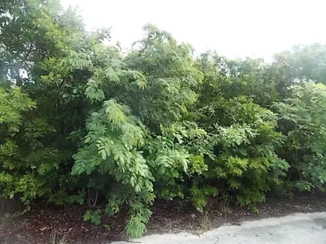 Mount Curtis Dr, Stella M Long Island BS