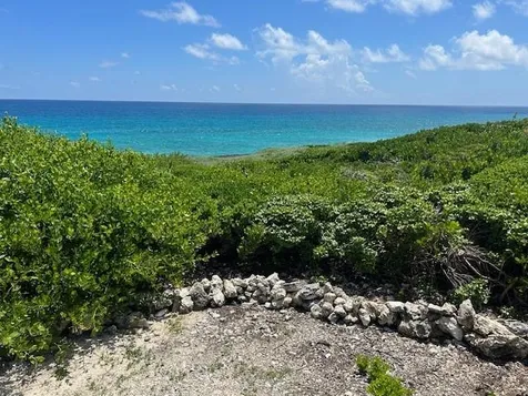 Yellow Wood, Cherokee Abaco BS