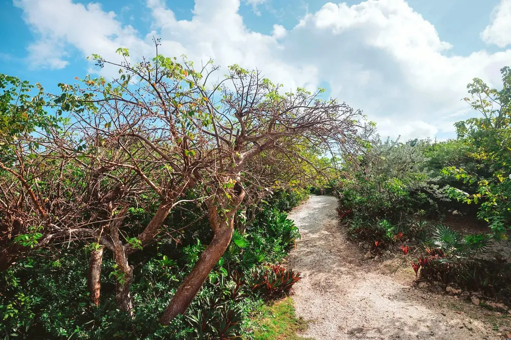 Gumbo Limbo Abaco BS