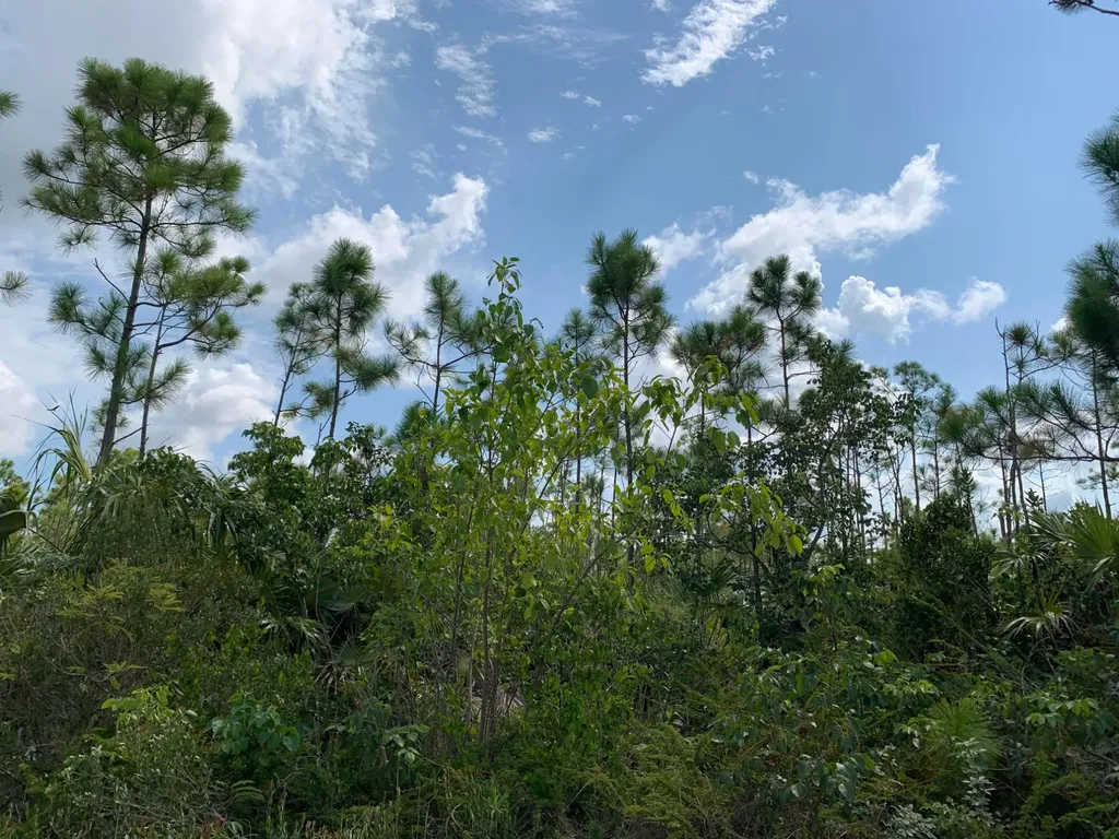 Ringwood Drive Grand Bahama Freeport BS