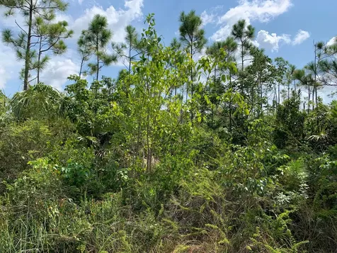 Ringwood Drive Grand Bahama Freeport BS