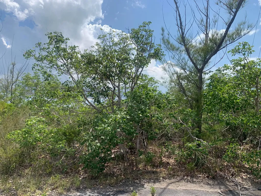 Aldham Lane Grand Bahama Freeport BS