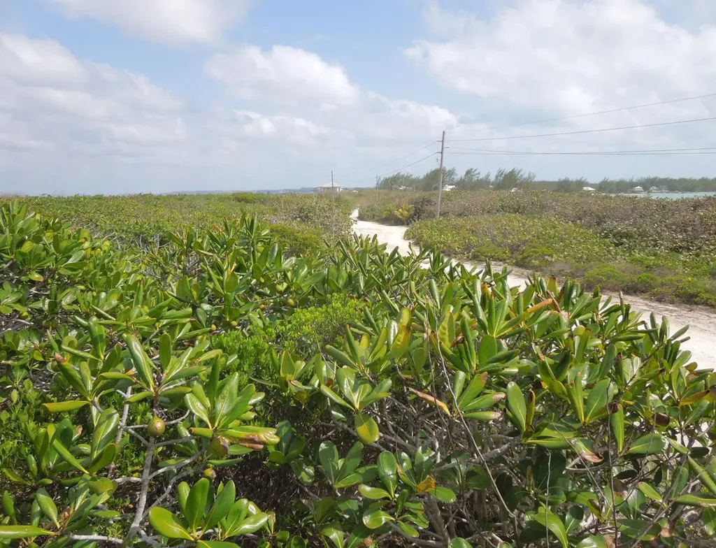 Whale Point Estates Eleuthera BS