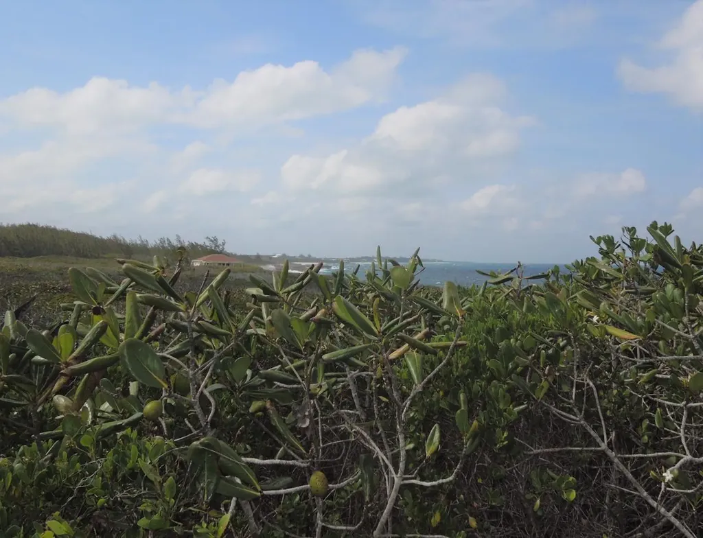 Whale Point Estates Eleuthera BS