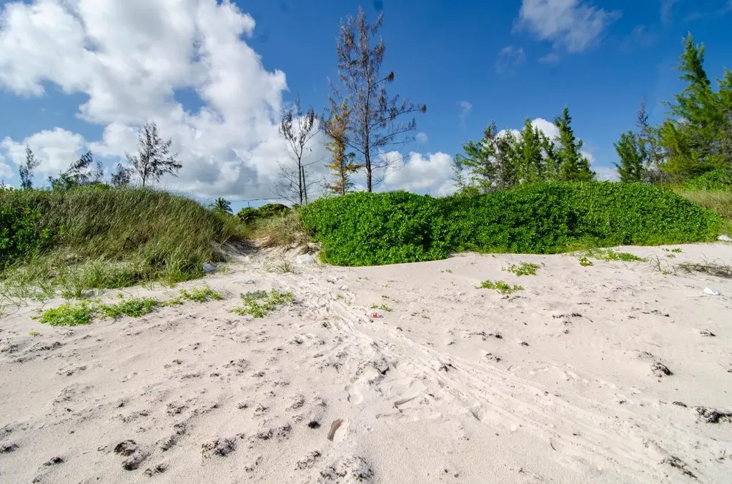 Greenwood, Cat Island Cat Island BS