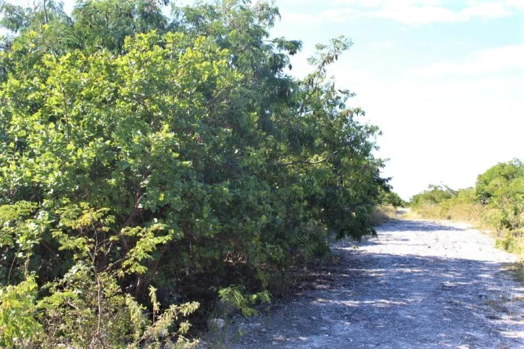 2 Acres In Morrisville Long Island BS