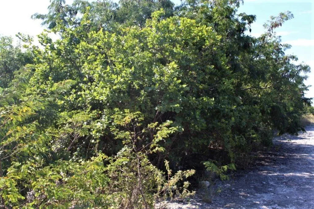 2 Acres In Morrisville Long Island BS