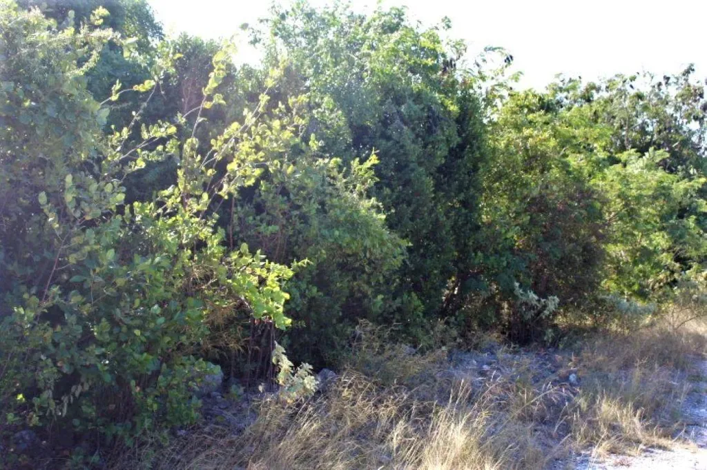 2 Acres In Morrisville Long Island BS