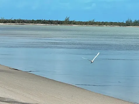 Wemyss Long Island Long Island BS