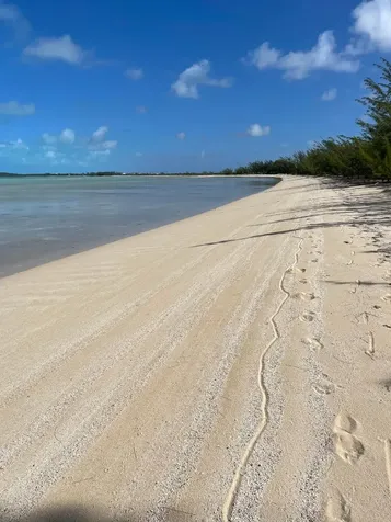 Wemyss Long Island Long Island BS