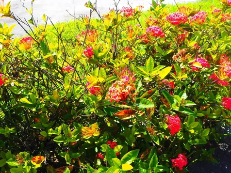 Coral Heights Subdivision 7 New Providence Paradise Island BS