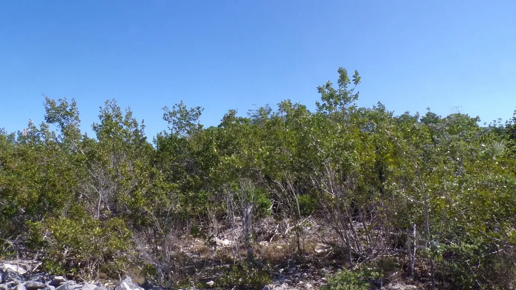 Cabbage Point Long Island BS