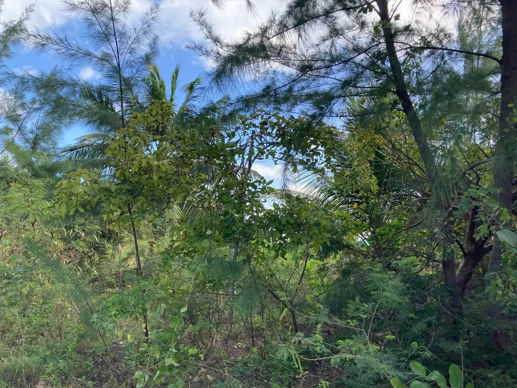 Rahming Road Andros BS