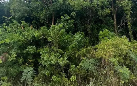 Aster Lily Avenue Berry Islands BS