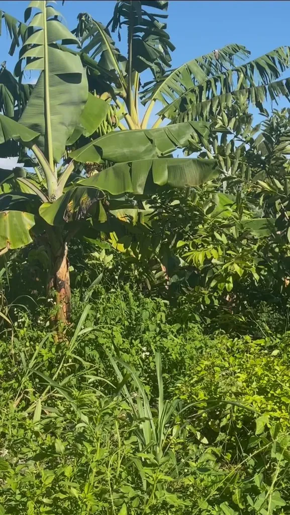 Grand Bahama Highway Grand Bahama Freeport BS