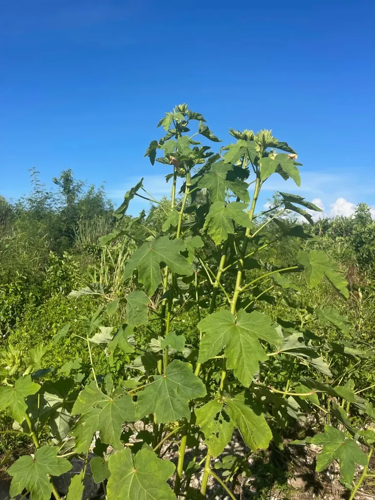 Grand Bahama Highway Grand Bahama Freeport BS