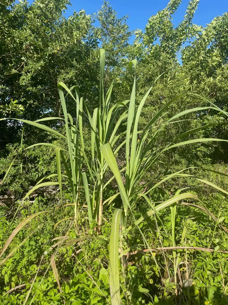 Grand Bahama Highway Grand Bahama Freeport BS