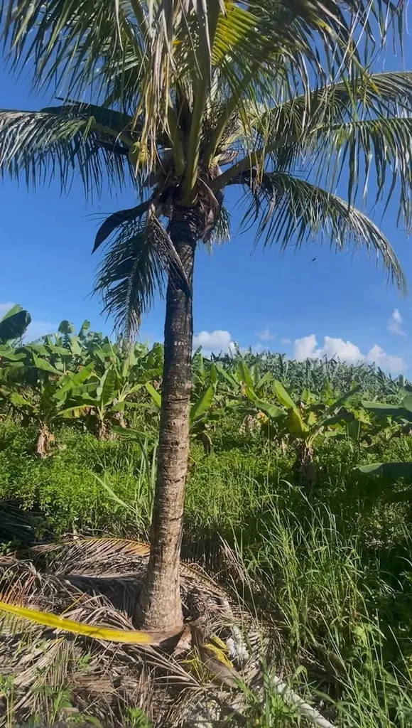 Grand Bahama Highway Grand Bahama Freeport BS