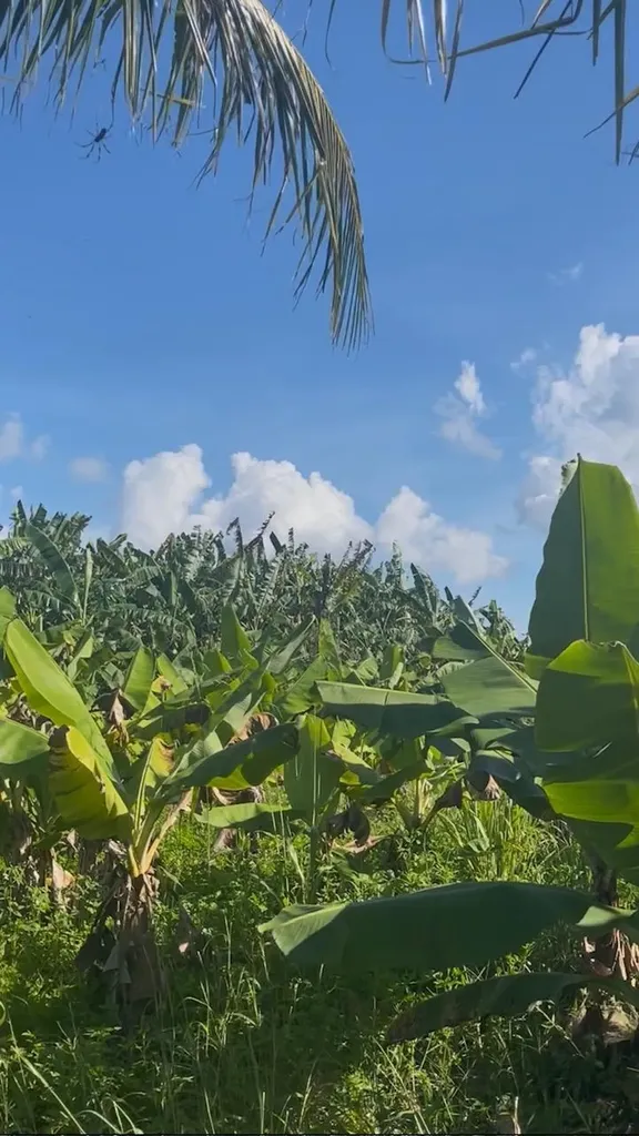 Grand Bahama Highway Grand Bahama Freeport BS