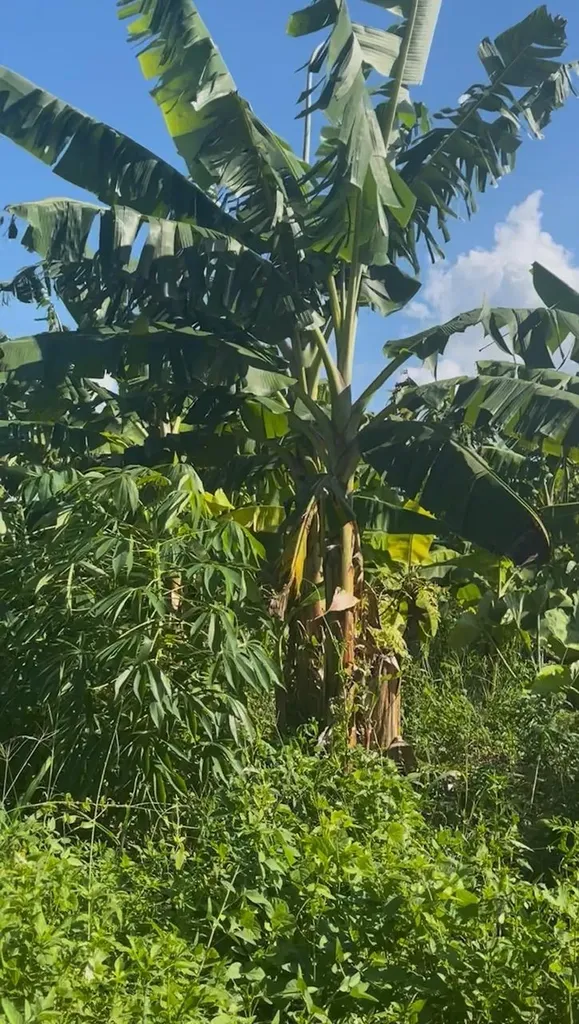 Grand Bahama Highway Grand Bahama Freeport BS