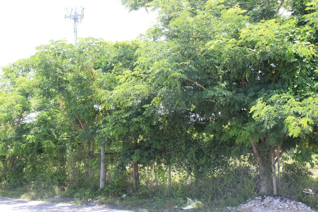 West Avenue Centreville New Providence Paradise Island BS