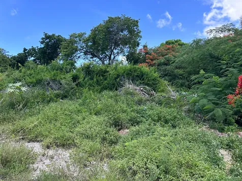 Lot #269, Tulip Drive New Providence Paradise Island BS