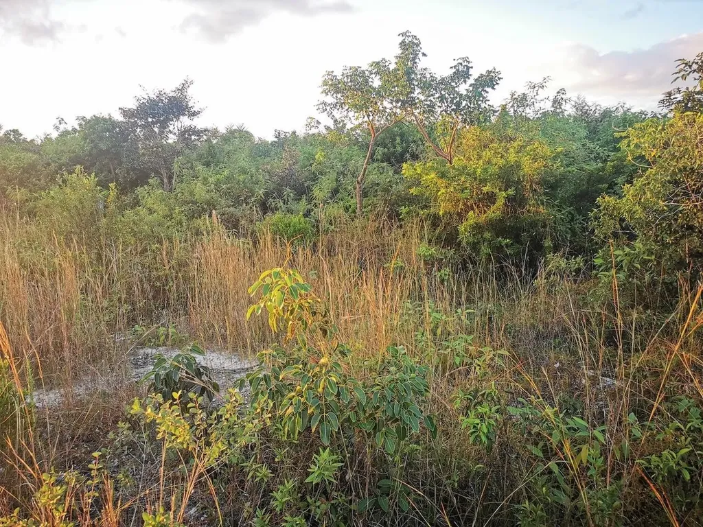 9 Acre Lot Off Carmichael Road New Providence Paradise Island BS