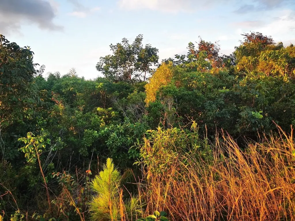 9 Acre Lot Off Carmichael Road New Providence Paradise Island BS