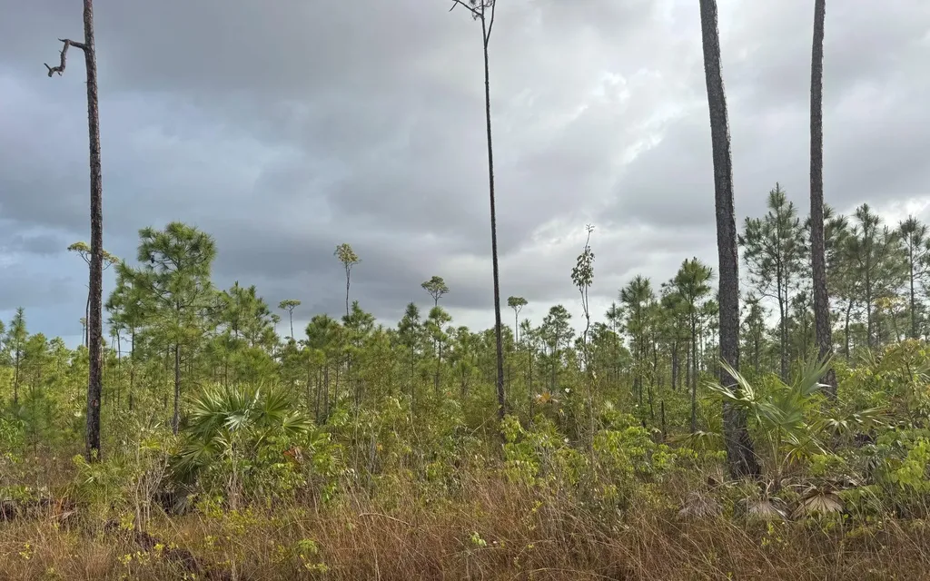 Chesapeake Lot 24 Grand Bahama Freeport BS