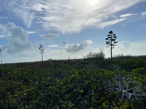 Whale Point Estates Eleuthera BS